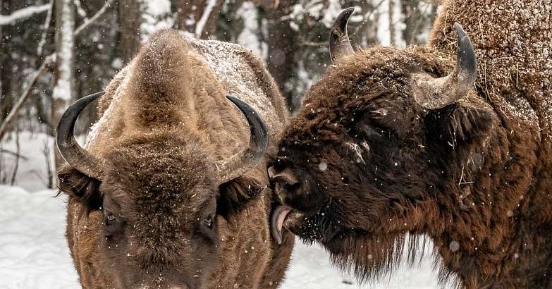 Около 3 млн рублей потратят на издание Красной книги Орловской области