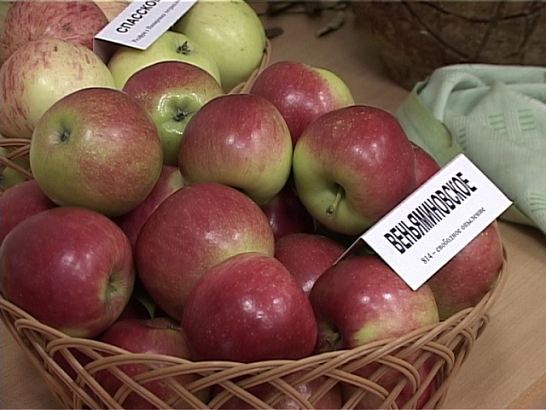 Выставка яблок в преддверии Яблочного спаса 