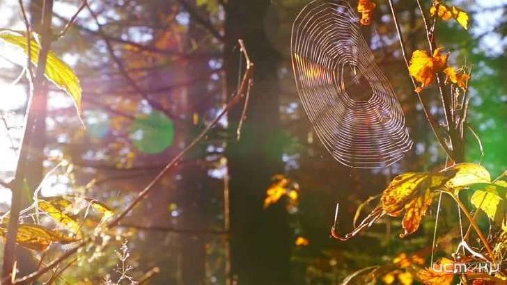 Орловщина находится под влиянием обширного антициклона, но погода изменчива - синоптики
