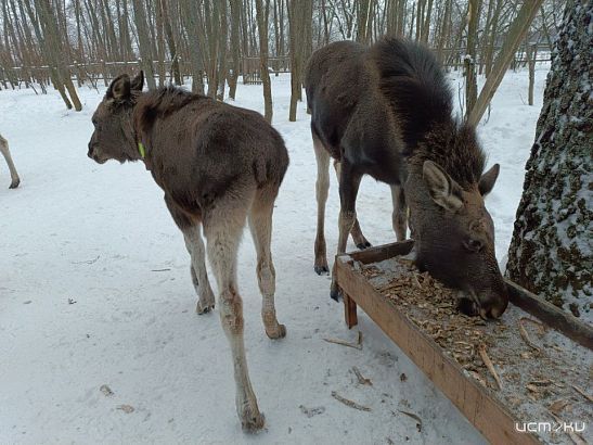 Орловских водителей предупредили о лосях на дорогах