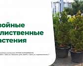 На Лесоторговой открылась обновлённая площадка садовых растений