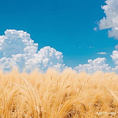 Компания «Бетагран Семена» и Россельхознадзор дошли до Верховного суда в споре о карантинной зоне. Тот вынес решение. 