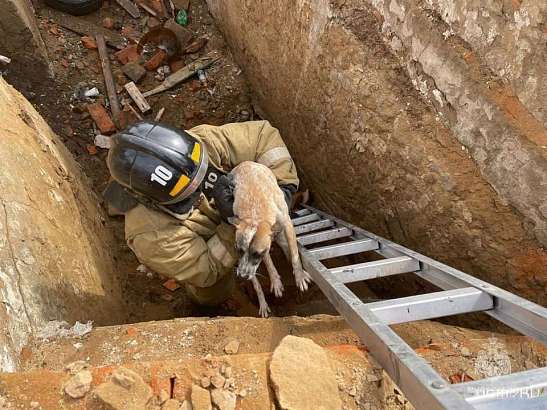 Во Мценске пожарные спасли провалившуюся в яму собаку
