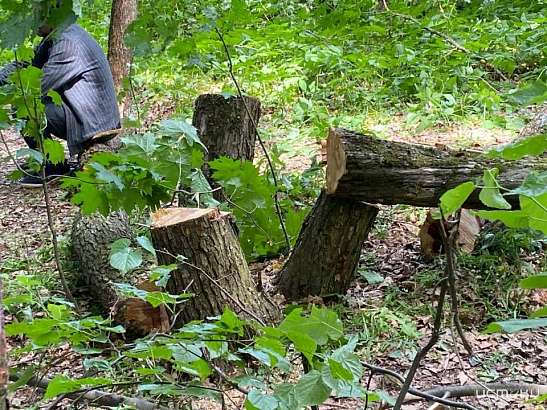 Из-за строительства дороги на улице Орловских партизан в Орле начали спиливать деревья