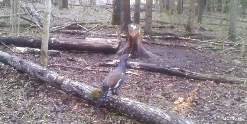 В Орловском полесье глухарь показал себя во всей красе