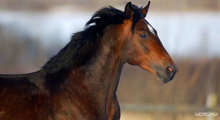В Орле пройдет праздник рысистого коневодства