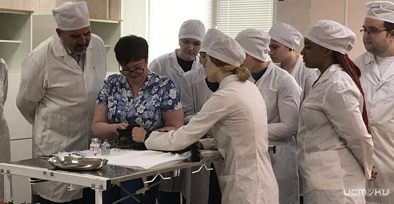 В Орле начали бесплатно стерилизовать бездомных животных