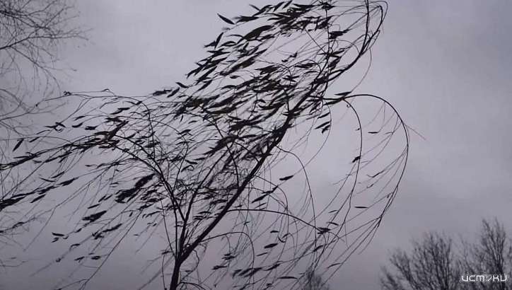 Падение деревьев и отключение света. Последствия непогоды на Орловщине