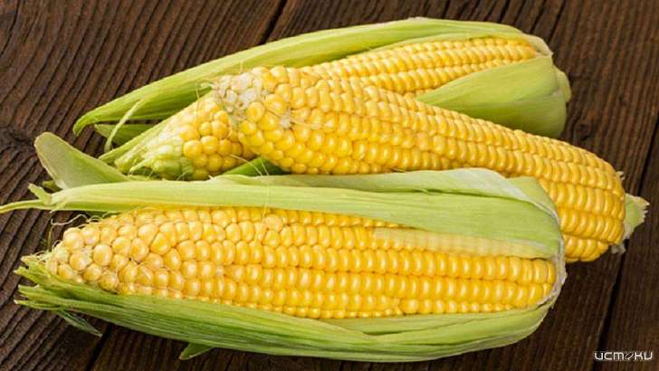 874 початка кукурузы привели жителя Орловщины на скамью подсудимых