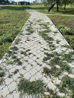 Благоустроенные территории в Ливенском районе заросли сорняками