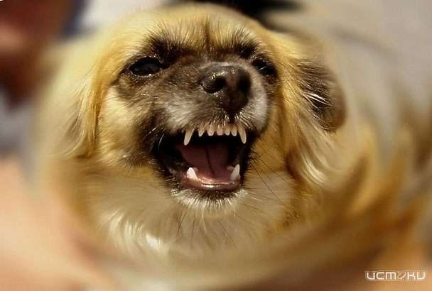 В Ливнах СК заинтересовался нападением стаи собак на школьницу