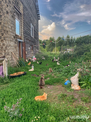 Более тысячи человек подписали петицию к губернатору о помощи в восстановлении сгоревшего центра адаптации животных 