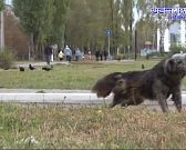 Человек собаке - друг?