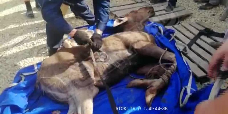 Под Орлом развернули операцию по спасению лося