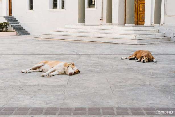 В Орле не хватает денег на отлов бездомных собак