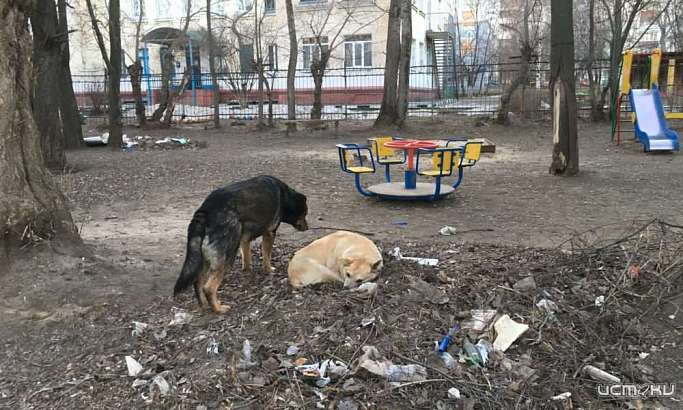 В январе в Орле отловили 54 бродячих пса