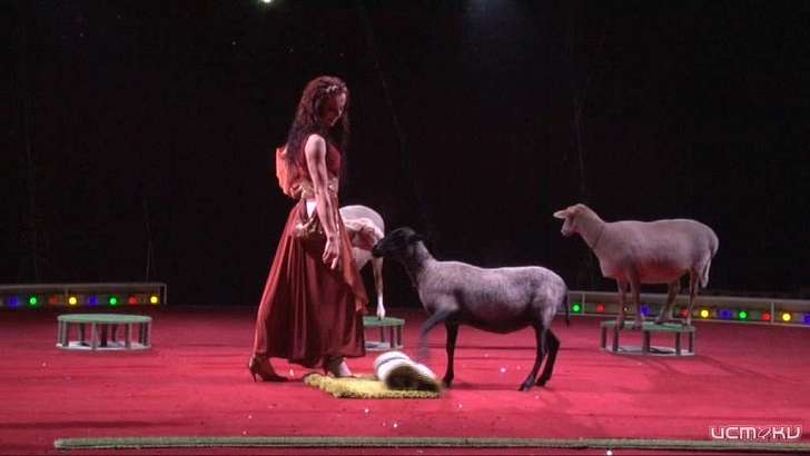 Овечки прыгают через обруч и расстилают ковер: цирк Романа Коробко снова в Орле!