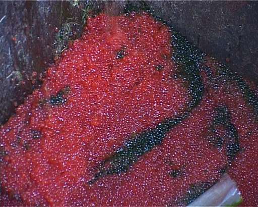 Небывалый случай для Орла — 130 кг. красной икры сварили