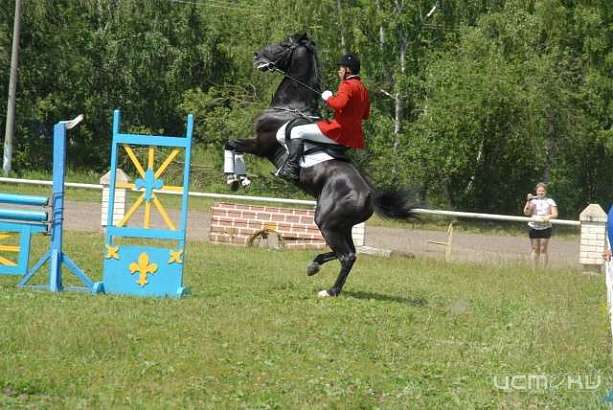 В Орле конным праздником отметят День покровителей лошадей