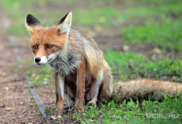 В Хотынецком районе нашли бешеную лису