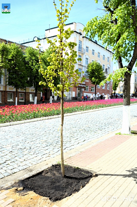 Молодые липы высадили на улице Ленина