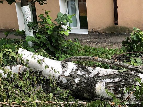 «Березки порубили»: в Орле под снос пошла очередная партия деревьев 