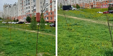 Орловчане подсчитали, сколько деревьев, посаженных мэрией  в 2025 году прижилось 