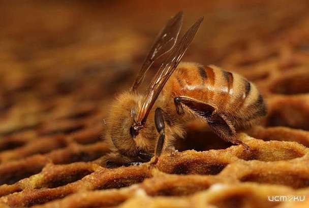 Гибель почти 300 пчелиных семей на Орловщине вылилась во второе уголовное дело