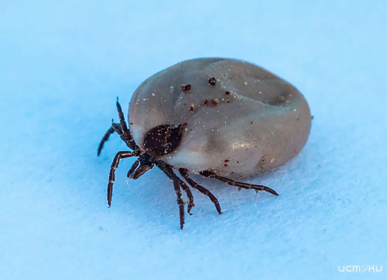 В Орловской области организована работа горячей линии по профилактике инфекций, передающихся с укусами клещей