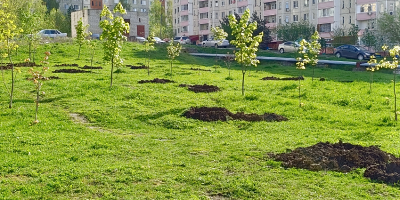 В Орле компенсируют вырубку старых насаждений высадкой новых деревьев 
