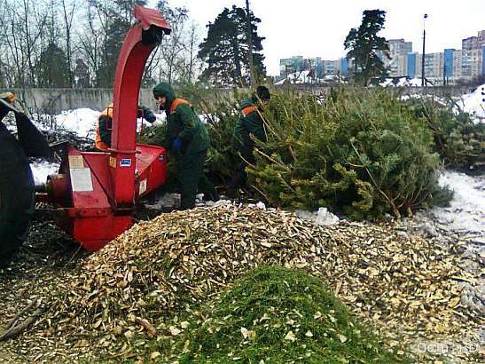 Орловчан просят не выбрасывать живую елку на мусорку