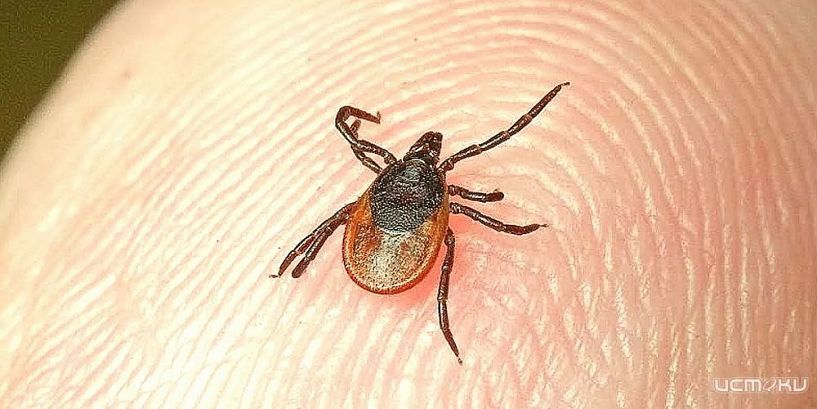 С наступлением весны уже 46 орловчан обратились к врачам после укуса клещей