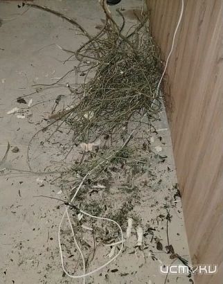 В Ливенском районе задержали подозреваемого в незаконном сбыте и хранении запрещенного к обороту вещества