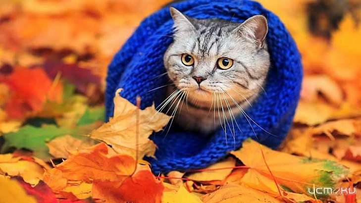 +17 °C и солнечно: октябрь не перестает радовать орловчан теплой погодой