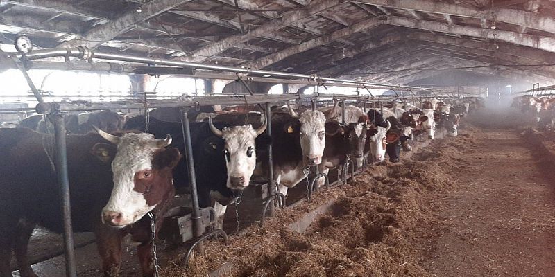 Профилактический визит Россельхознадзора завершился выдачей предписания