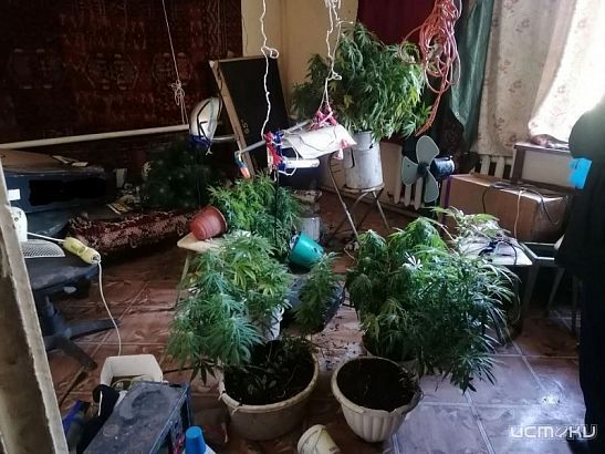 В Покровском районе у местного жителя изъяли почти 280 кустов конопли и около килограмма марихуаны