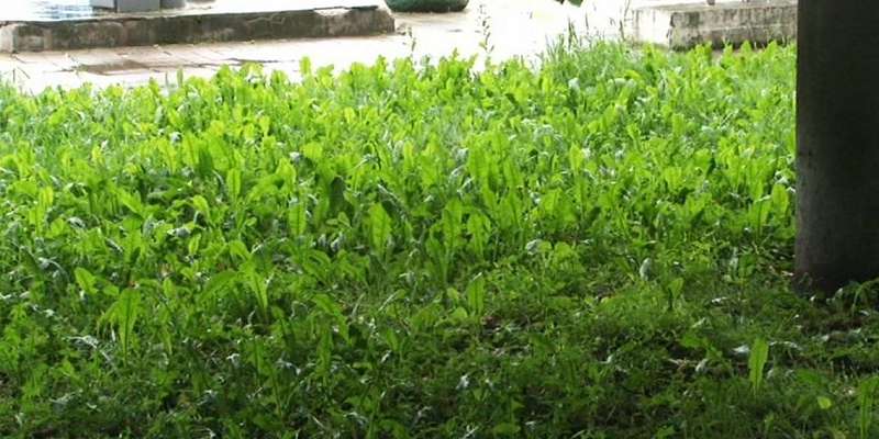 Мусор и бурьян: что в Орле творится со скверами и парками