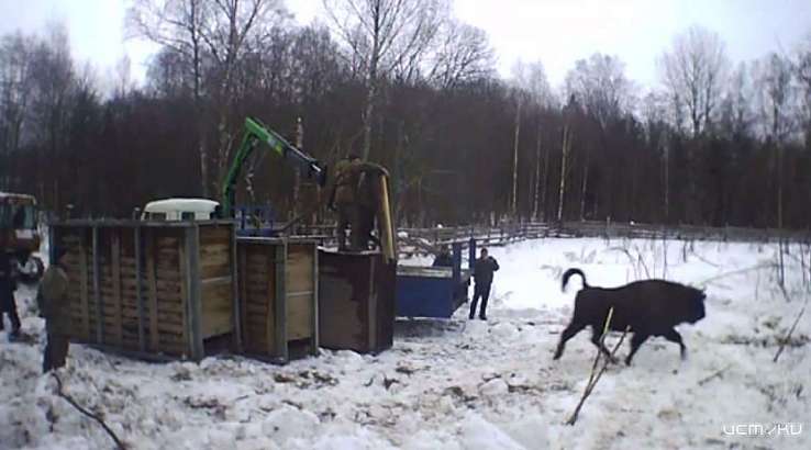 Орловские зубры поселились на Смоленщине