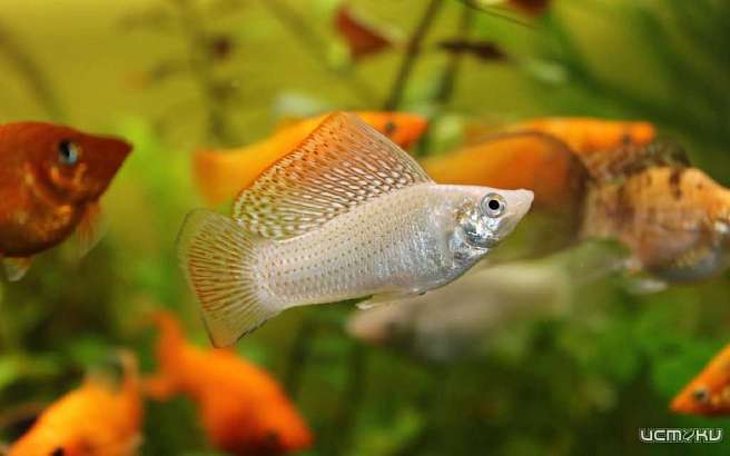 Орловчанам рассказали, как уберечь аквариумных рыбок от болезни