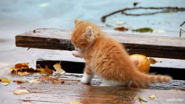 Сыро, но тепло: погода в Орле на 3 ноября