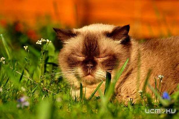 Середина рабочей недели будет теплой и с осадками