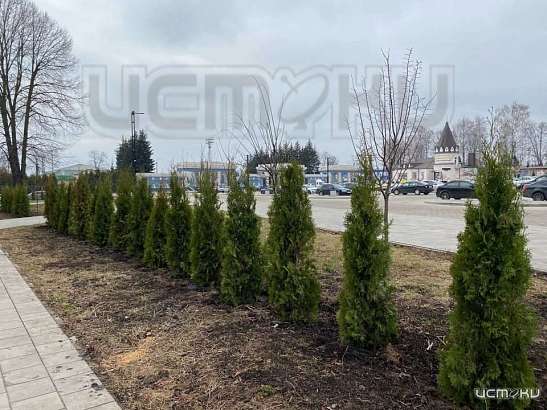 Туи на площади Жукова наконец позеленели.