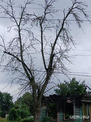 Орловчане жалуются на то, что город утопает в сухостое