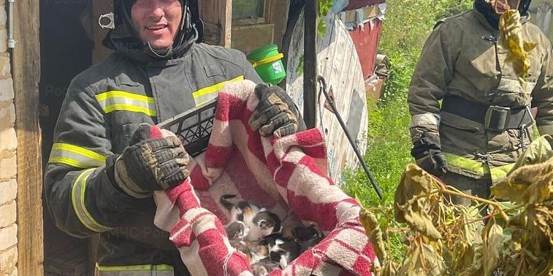 пожар Пожарные спасли шестерых котят из огня в Орловской области