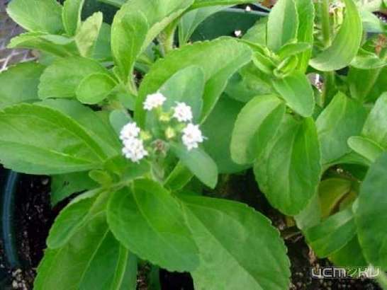 Экстракт стевии концентрированный - стевия медовая