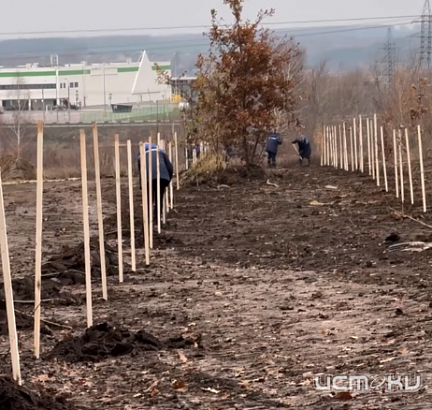 На улице Орловских партизан появились новые деревья 
