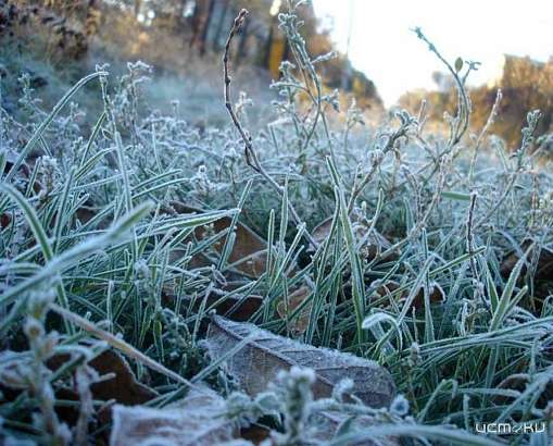 В Орловскую область в эту ночь придут первые заморозки