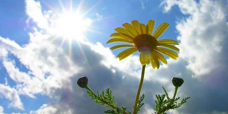 Сегодня орловчан ждет ясный и теплый день