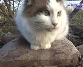 Кошачье царство: орловчанка создала приют для искалеченных и брошенных животных