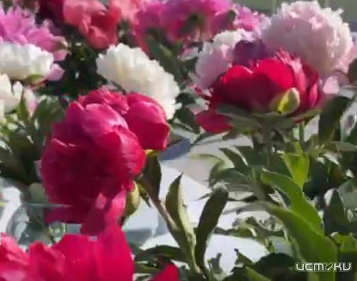 Сегодня в орловском Детском парке фестиваль пионов